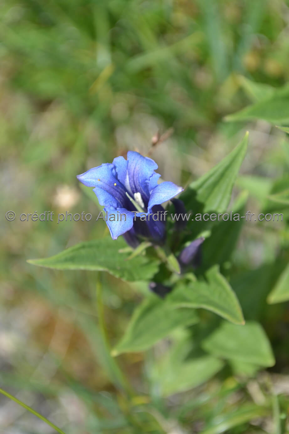 Gentiana asclepiadea 3 gentiane à feuilles d'asclépiade