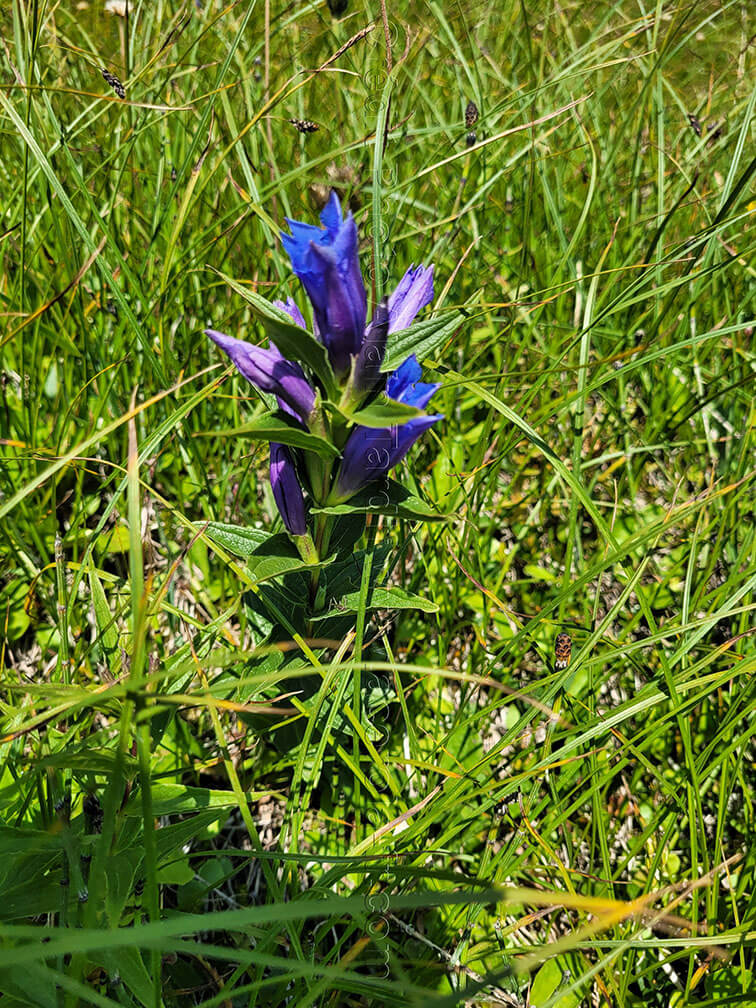 Gentiana asclepiadea 4 gentiane à feuilles d'asclépiade