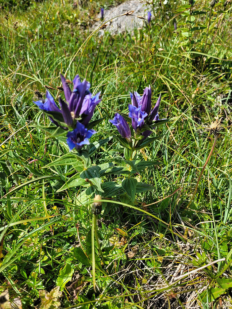Gentiana asclepiadea 5 gentiane à feuilles d'asclépiade