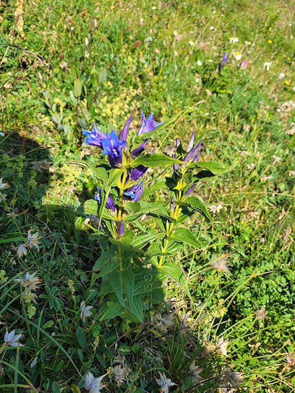 Gentiana asclepiadea 7 gentiane à feuilles d'asclépiade