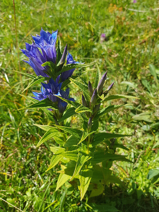Gentiana asclepiadea gentiane à feuilles d'asclépiade