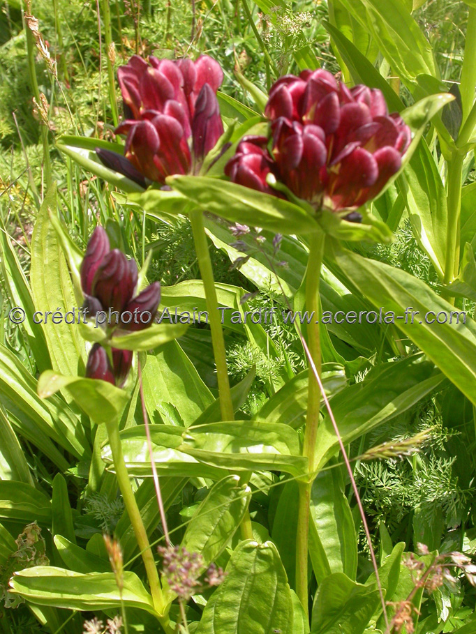 Gentiana purpurea Gentiane pourpre
