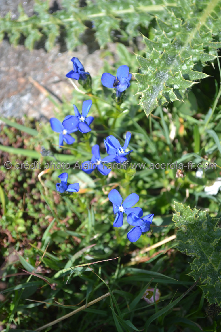 Gentiana utriculosa 2 gentiane à calice renflé