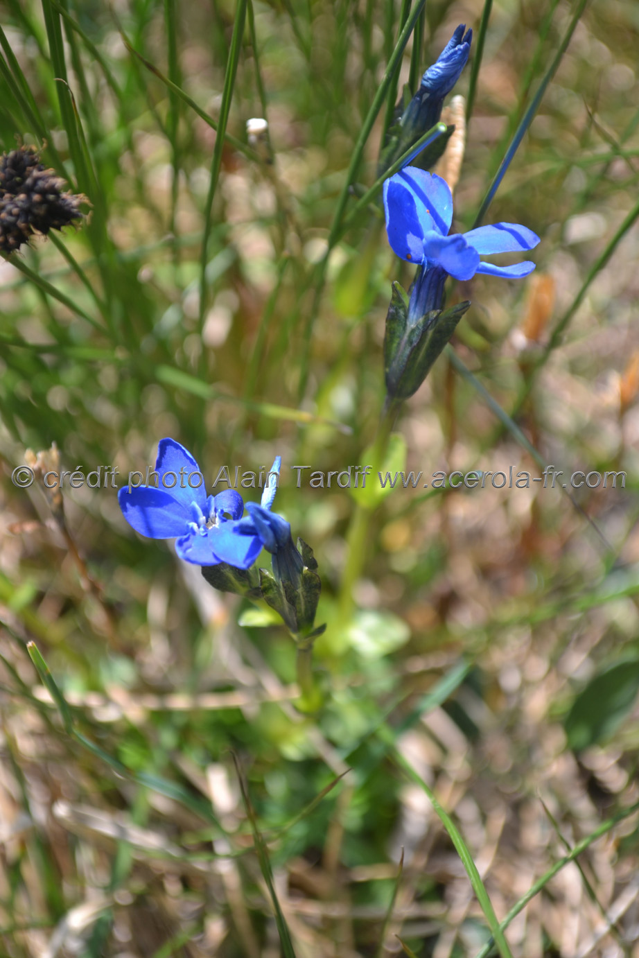 Gentiana utriculosa gentiane à calice renflé