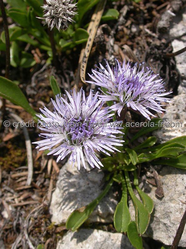 Globularia cordifolia 3 globulaire à feuilles en cœur
