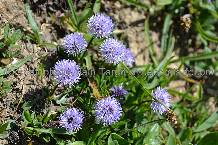 Globularia cordifolia globulaire à feuilles en cœur