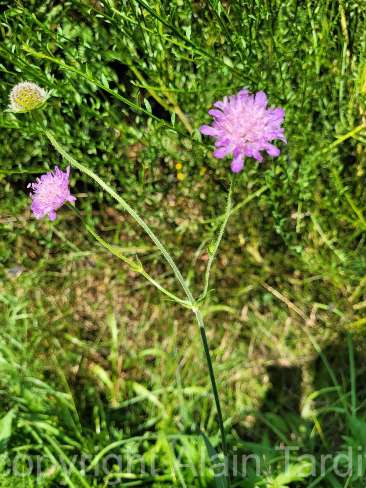 Knautia dipsacifolia 2 knautie à feuilles de cardère