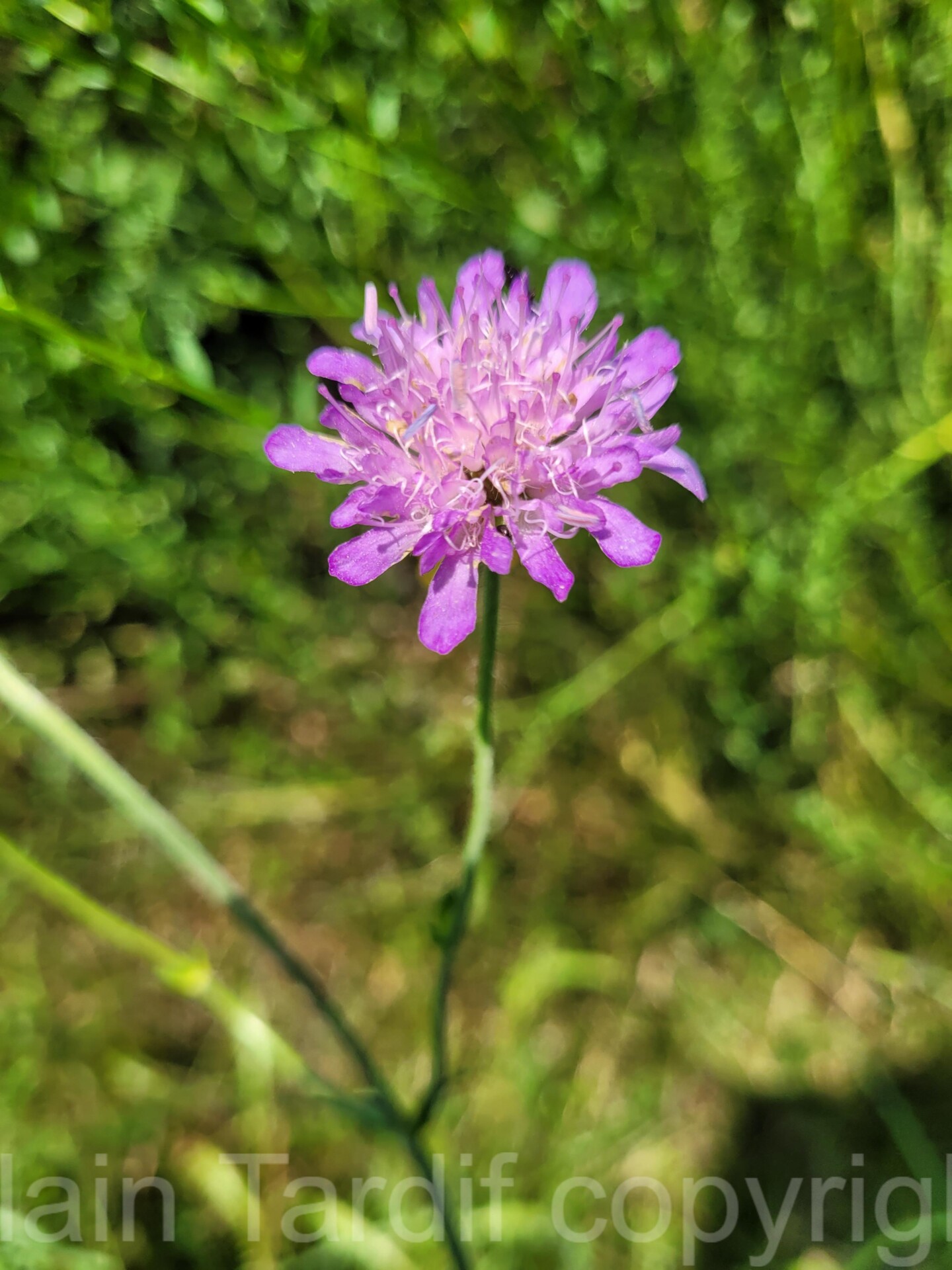 Knautia dipsacifolia 3 knautie à feuilles de cardère
