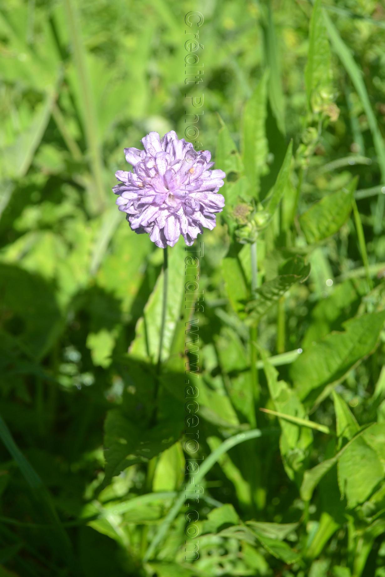 Knautia dipsacifolia knautie à feuilles de cardère