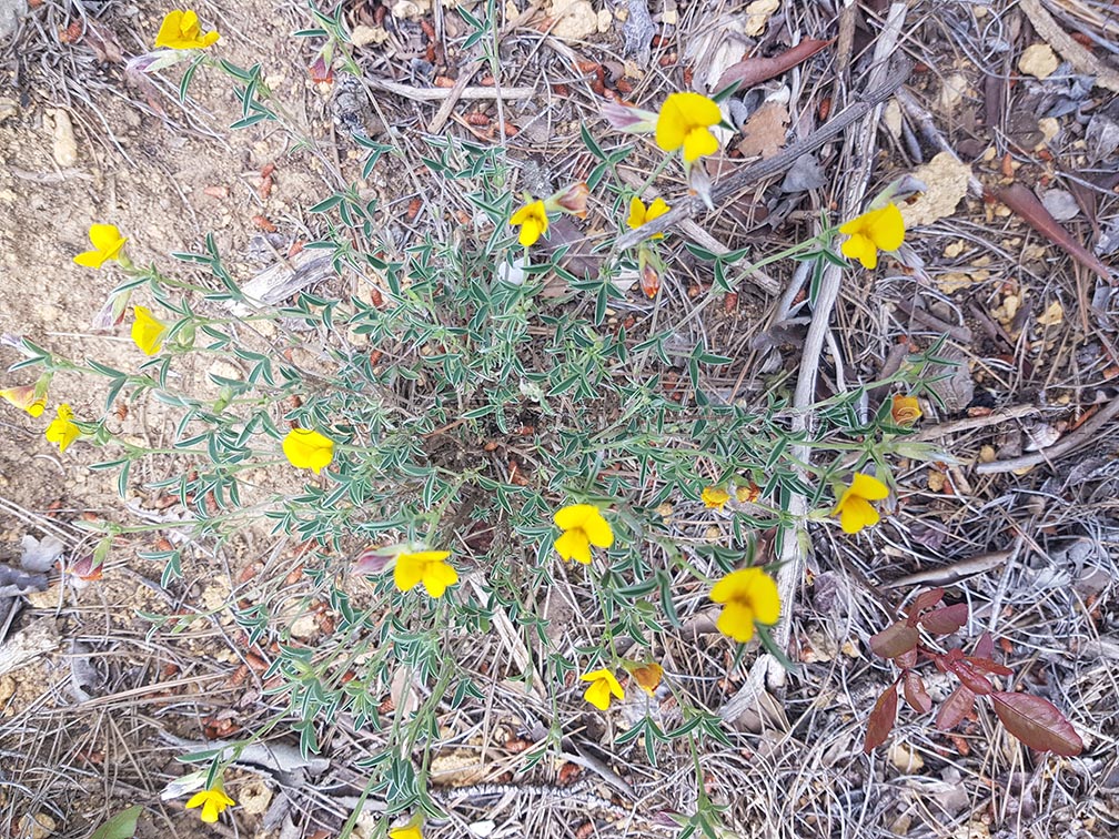 Argyrolobium linnaenum 3 argyrolobe de Linnée ou Argyrolobium linnaenum