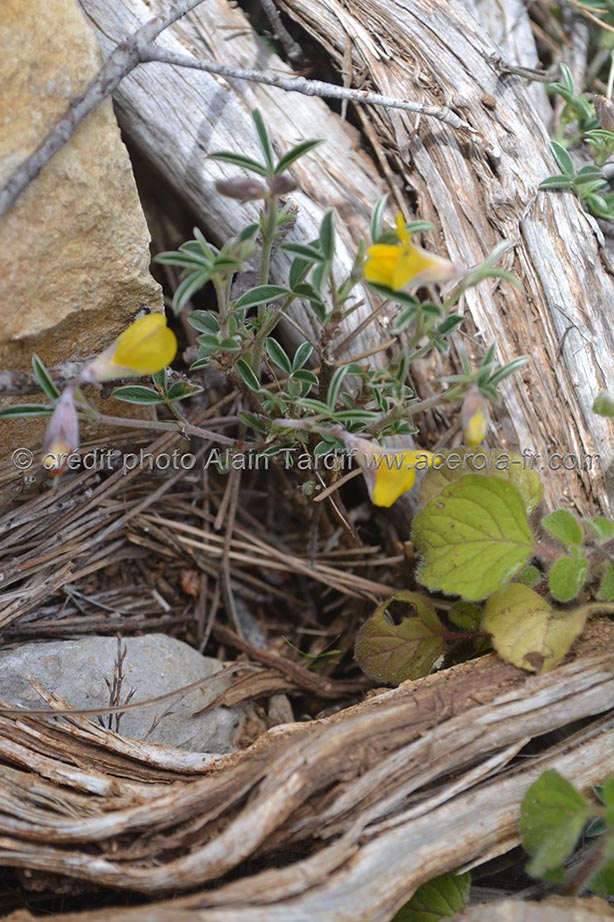 Argyrolobium linnaenum argyrolobe de Linnée