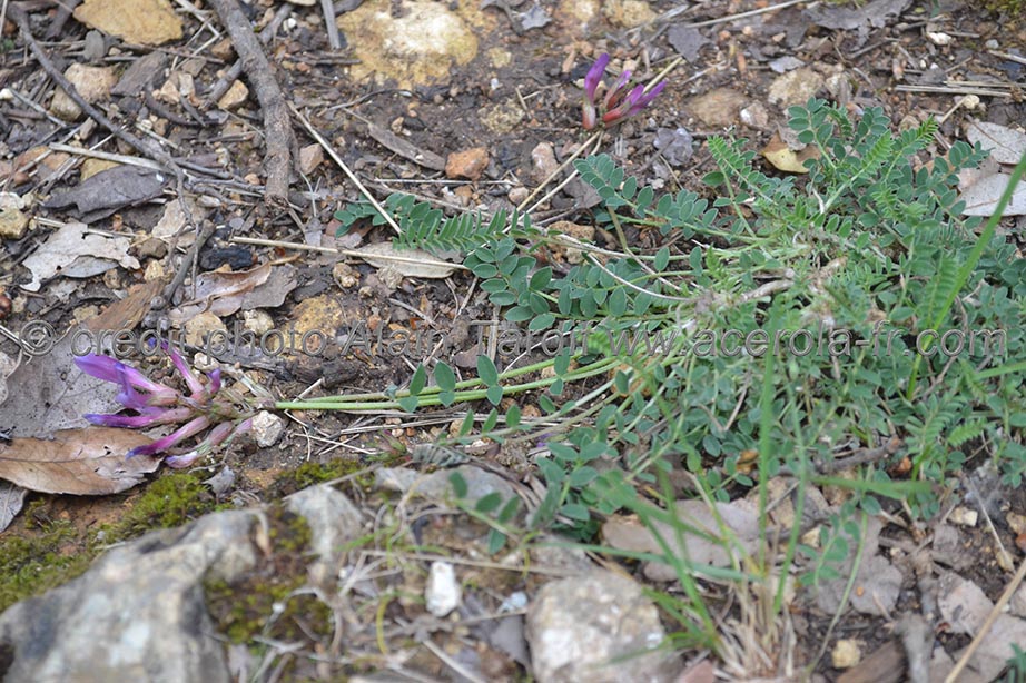 Astragalus monspessulanus 2 astragale de Montpellier ou Astragalus monspessulanus