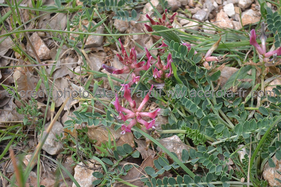 Astragalus monspessulanus 4 astragale de Montpellier ou Astragalus monspessulanus