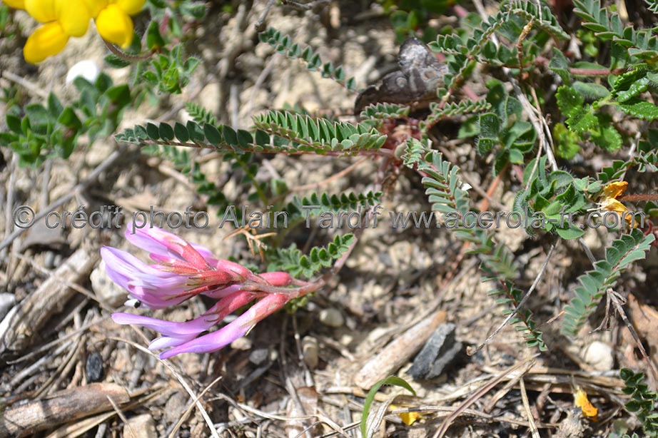 Astragalus monspessulanus astragale de Montpellier ou Astragalus monspessulanus