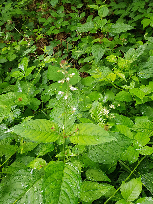 Circaea lutetiana 2 circée de Lutèce
