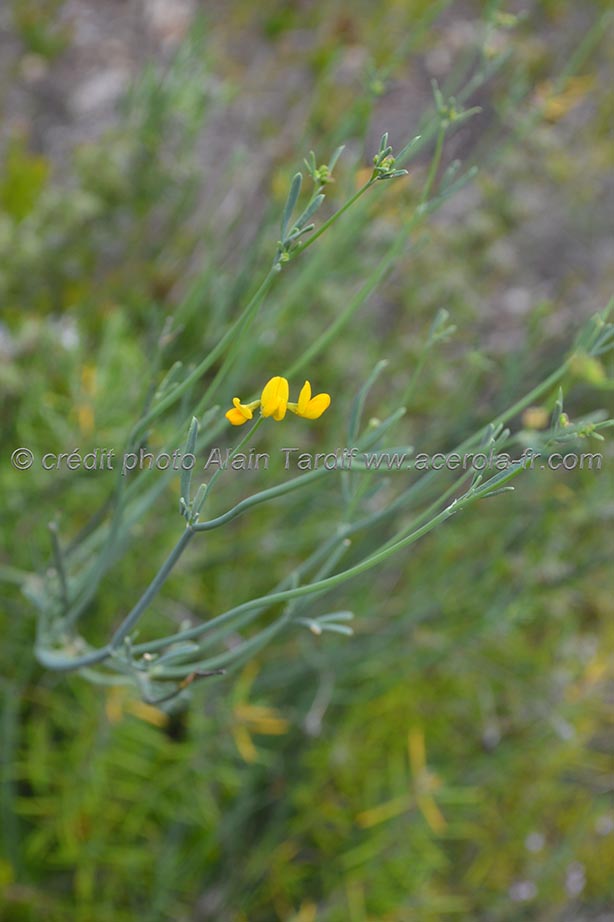 Coronilla juncea coronille à tiges de jonc