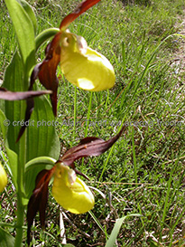 Cypripedium calceolus – sabot de Vénus