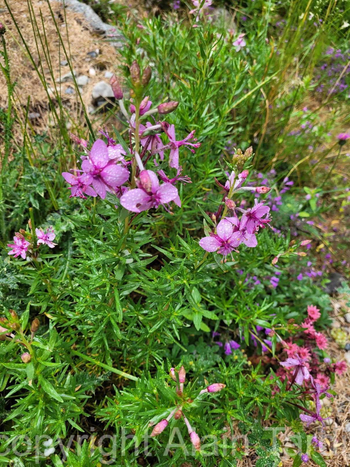 Epilobium rosmarinifolium 4 épilobe à feuilles de romarin