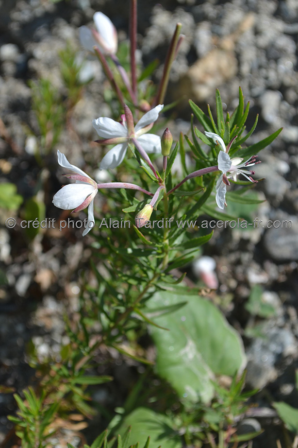 Epilobium rosmarinifolium albinos épilobe à feuilles de romarin