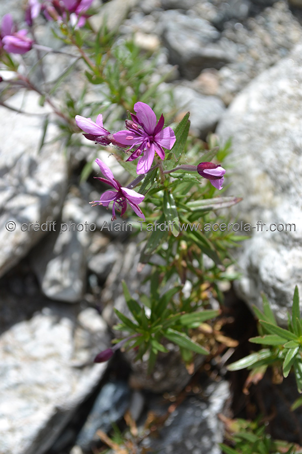 Epilobium rosmarinifolium épilobe à feuilles de romarin