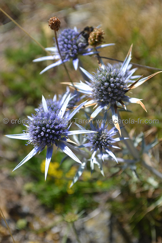 Eryngium bourgatii 2 chardon bleu des Pyrénées