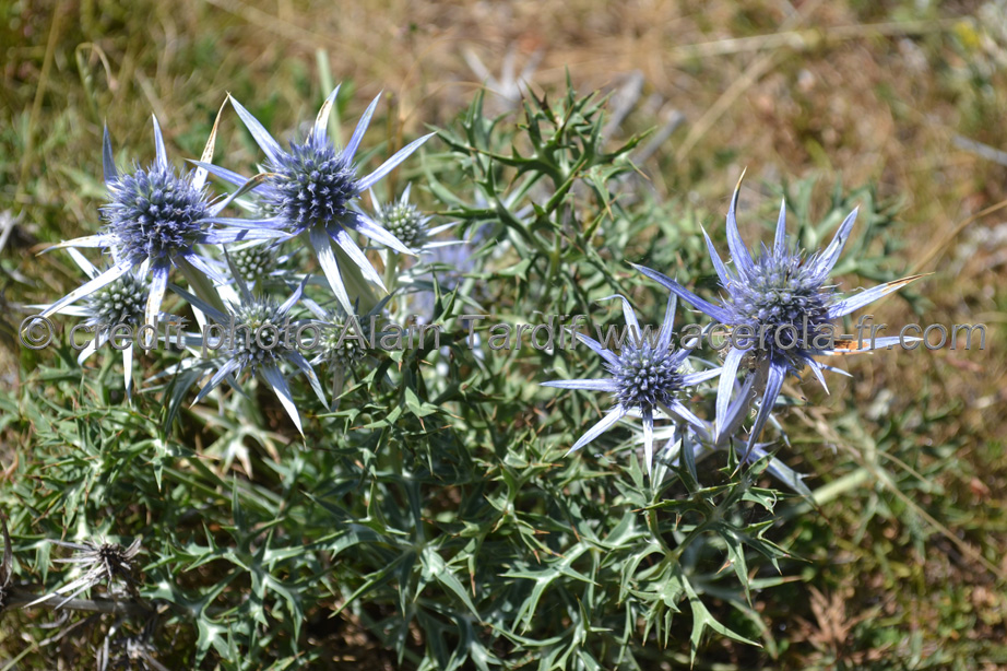 Eryngium bourgatii 3 chardon bleu des Pyrénées