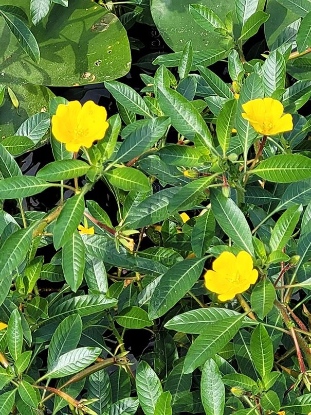 jussie à grandes fleurs, plante envahissante