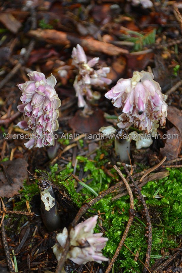 Lathraea squamaria 2 clandestine écailleuse