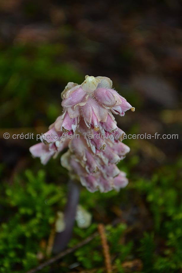 Lathraea squamaria clandestine écailleuse