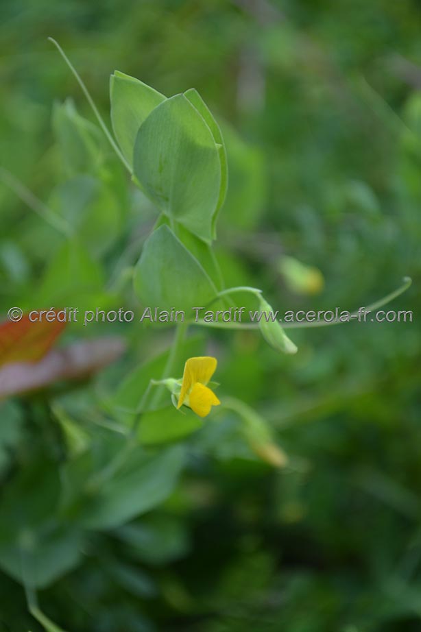 Lathyrus aphaca 2 gesse sans feuilles ou Lathyrus aphaca