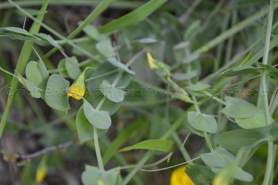 Lathyrus aphaca 3 gesse sans feuilles ou Lathyrus aphaca