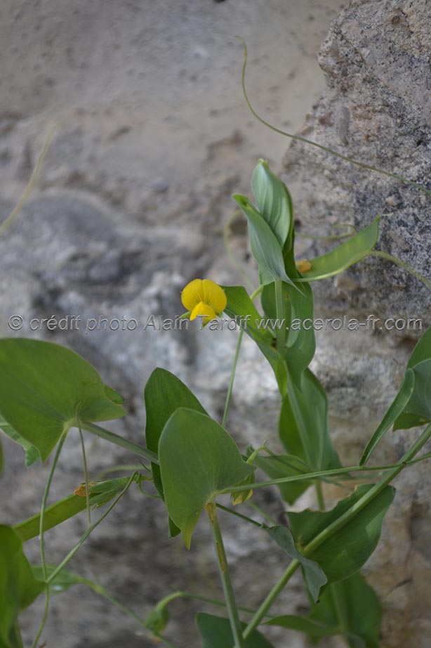 Lathyrus aphaca gesse sans feuilles