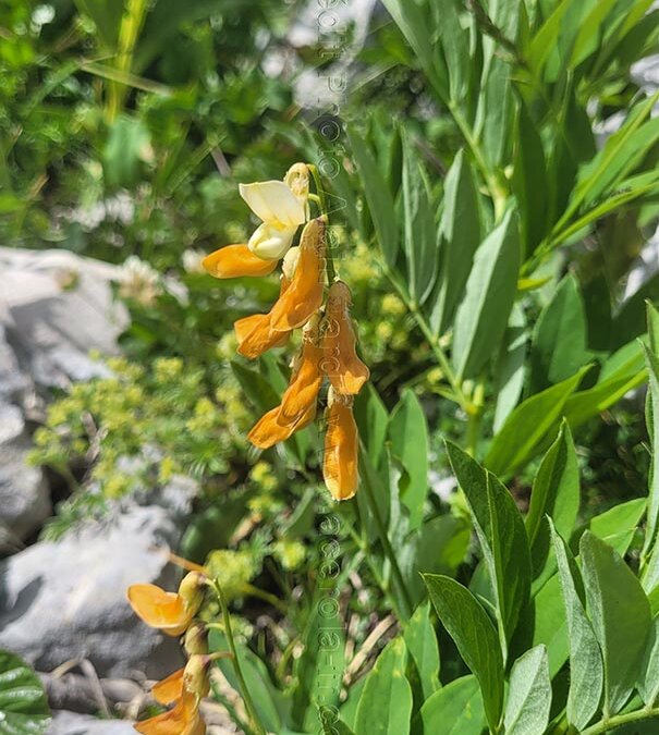 Lathyrus laevigatus – gesse jaune