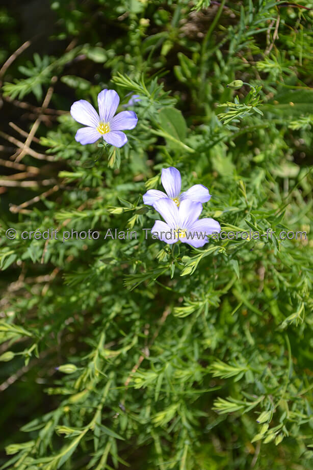 Linum alpinum lin des Alpes