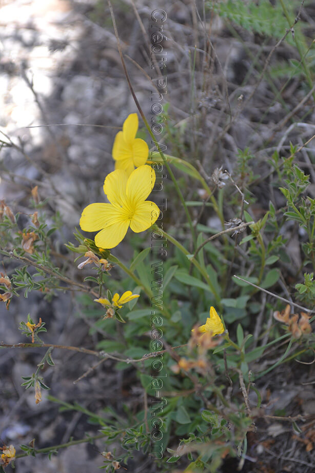 Linum campanulatum lin campanulé