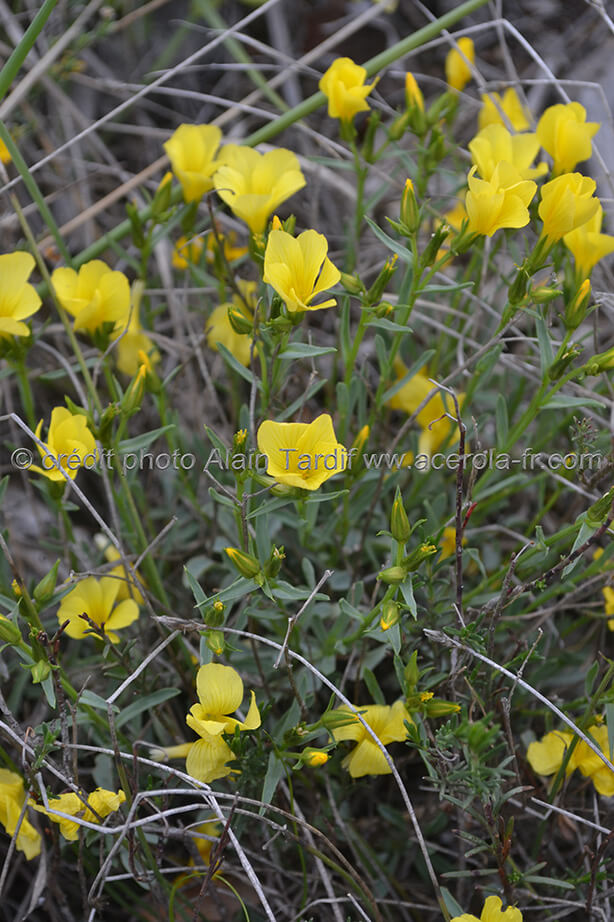 Linum glandulosum lin campanulé