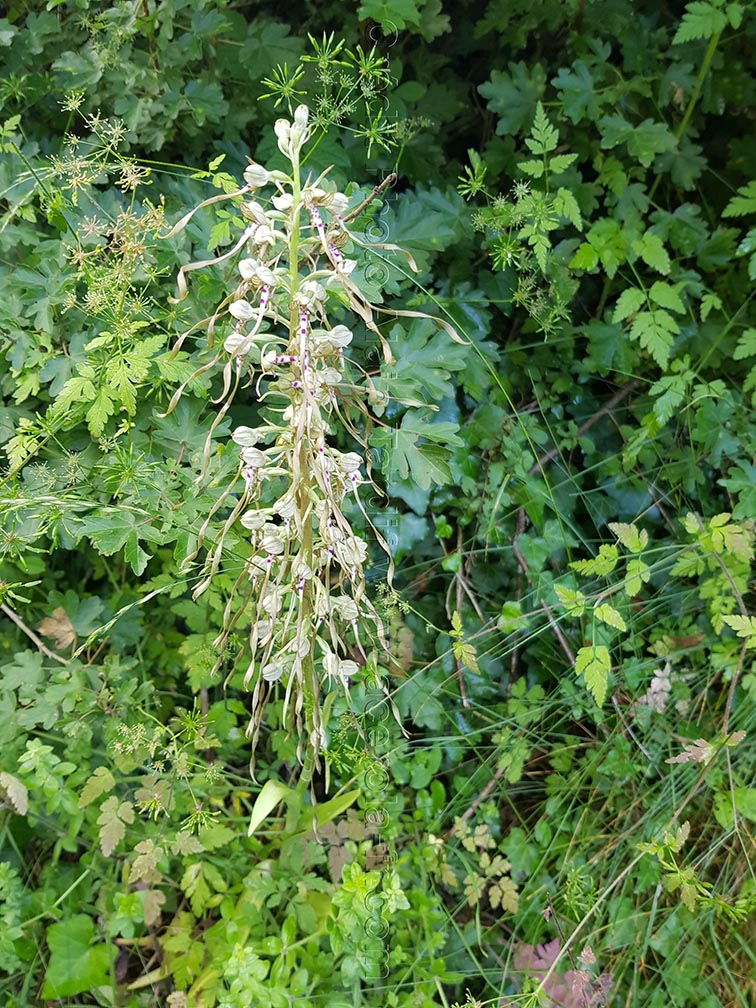 Loroglossum hircinum 3 orchis à odeur de bouc