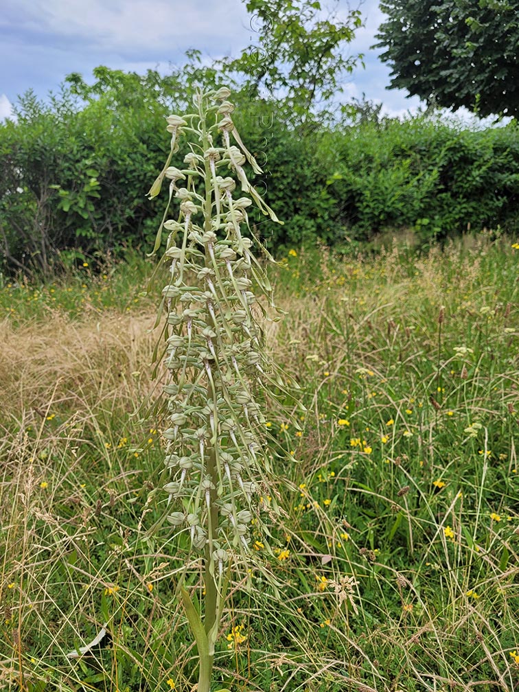Loroglossum hircinum 4 orchis à odeur de bouc