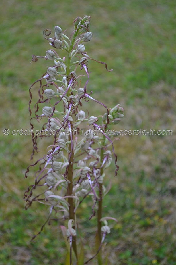 Loroglossum hircinum orchis à odeur de bouc