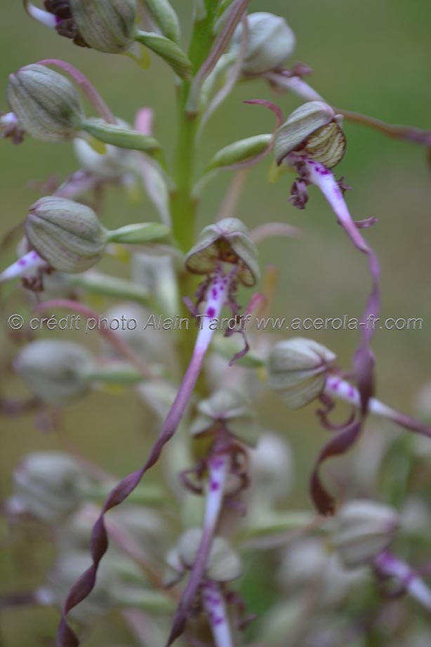 Loroglossum hircinum2 orchis à odeur de bouc