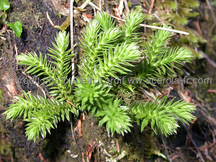 Lycopodium Selago 2 lycopode sabine