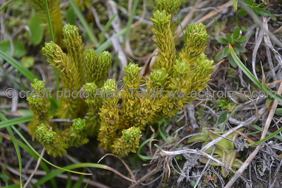 Lycopodium Selago 5 lycopode sabine