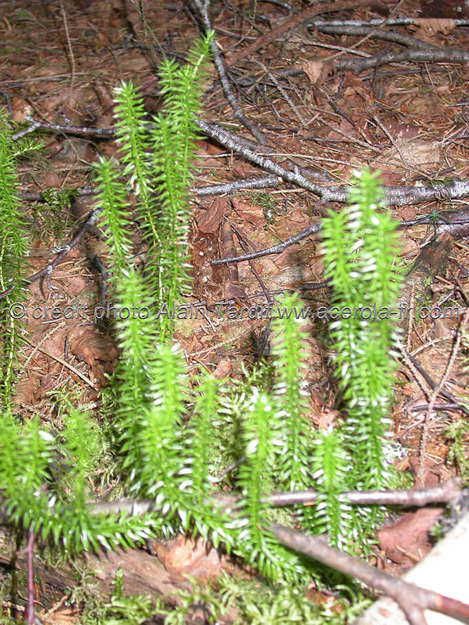 Lycopodium annotinum lycopode à rameaux annuels