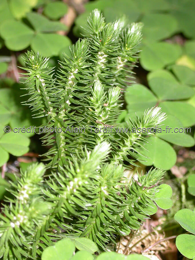 Lycopodium selago 3 lycopode sabine