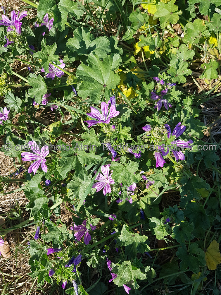Malva sylvestris 2 grande mauve