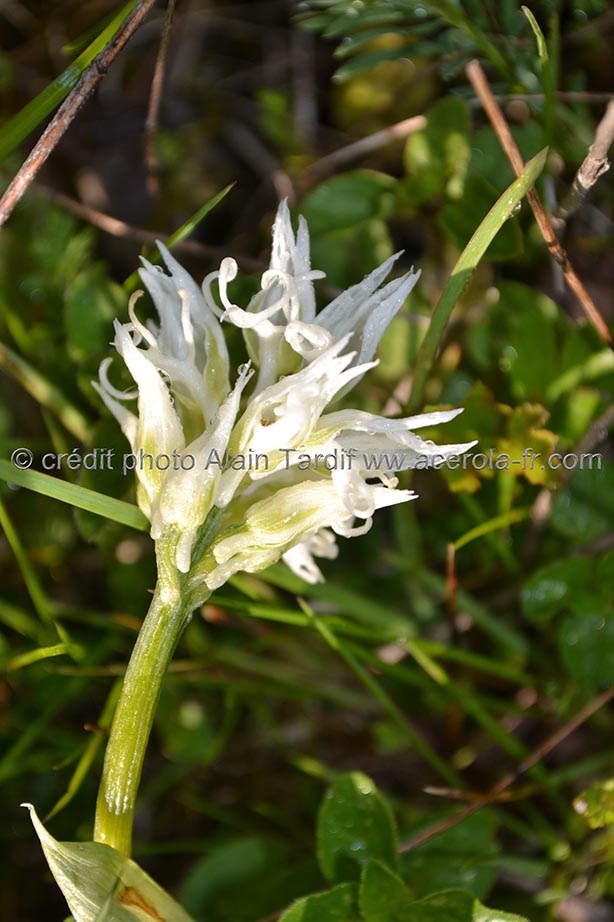 Orchis simia albinos orchis singe albinos
