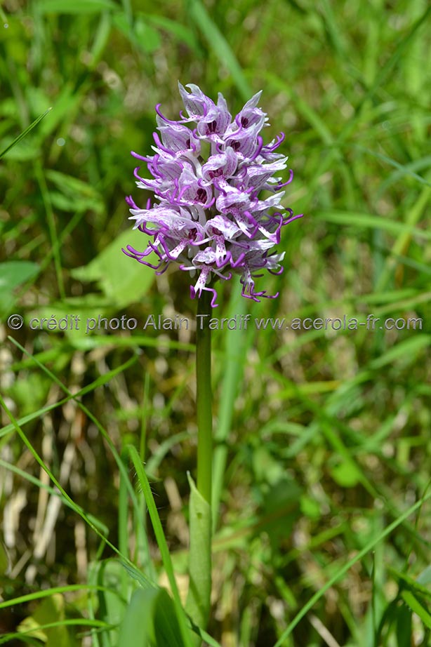 Orchis simia orchis singe