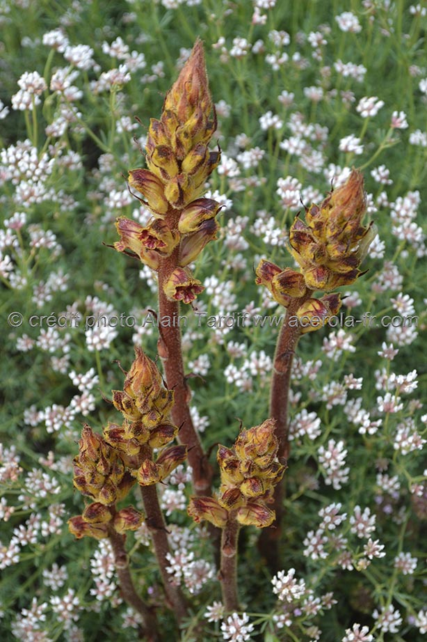 Orobanche cruenta 2 orobanche sanglante