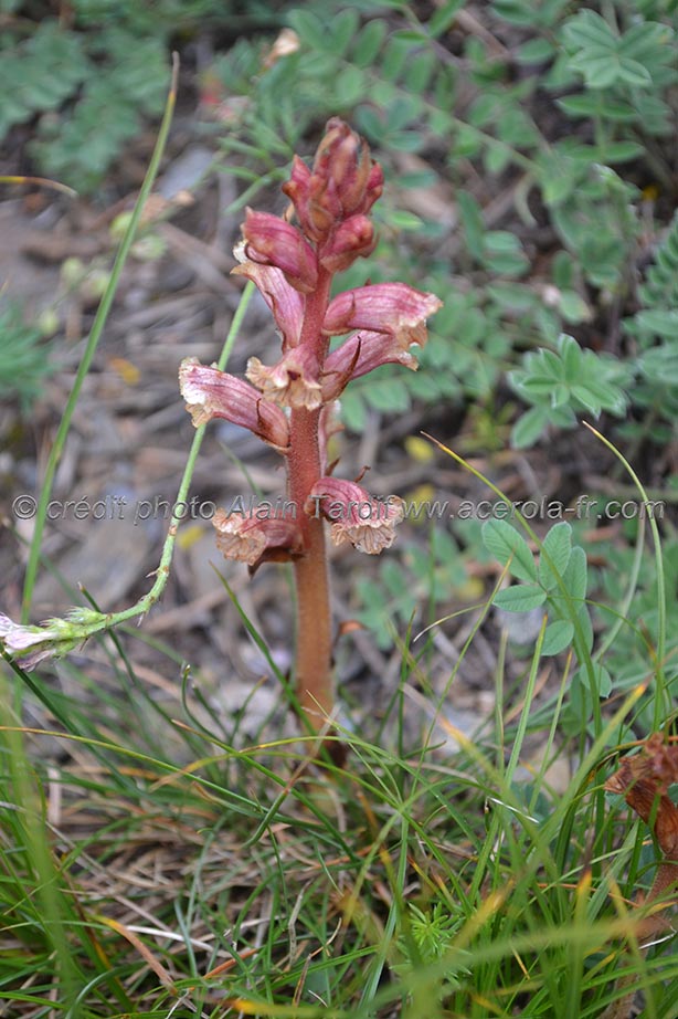 Orobanche cruenta orobanche sanglante