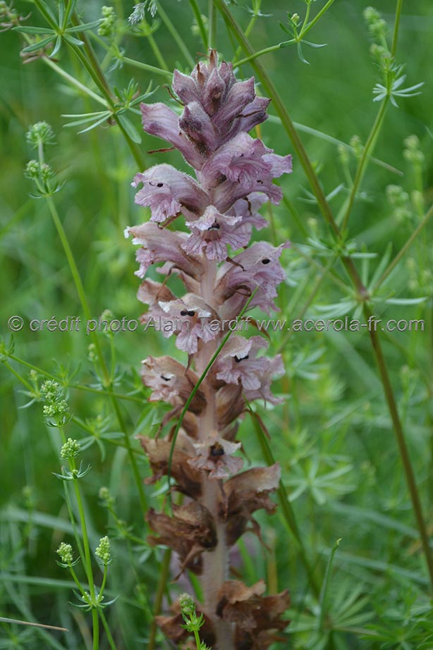 Orobanche galii orobanche du gaillet